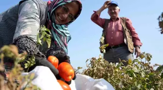 Ticaret Bakanlığı, Salça Fabrikalarına Destek Açıkladı