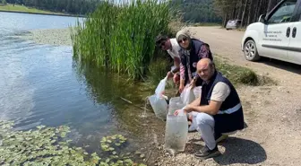 Düzce'de Göllere Sazan Yavrusu Salındı