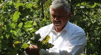 Kahverengi kokarca zararı nedeniyle fındık üreticileri mağdur