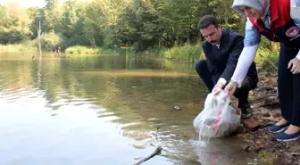 Düzce'de Göletlere 35 Bin Sazan Balığı Yavrusu Bırakıldı