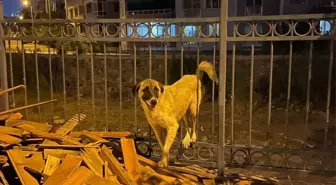 Sahipsiz köpek demir parmaklığa sıkıştı, itfaiye tarafından kurtarıldı