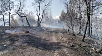 Kahramanmaraş'ta çıkan orman yangını kontrol altına alındı