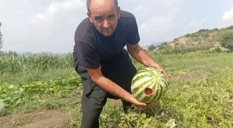 Bostanın halini gören çiftçi isyan etti: Bir tane kalmış onu da biz yiyoruz