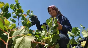 Silifke'de Üzüm Hasadı Yapıldı