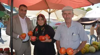 Akıncılar'da Ata Tohumuyla Yetiştirilen Manda Yüreği Domatesinin Hasadı Başladı