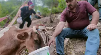 Gümüşhane'de mahsur kalan inek kurtarılamadı