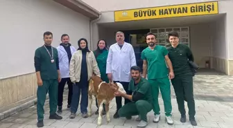 Selçuk Üniversitesi Veteriner Fakültesi Hayvan Hastanesi, Yaşamaz Olarak Değerlendirilen Buzağıları Hayatta Tutuyor