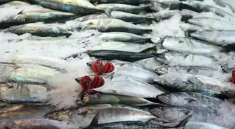 Ordu'da av yasağının sona ermesiyle balıkçılar tezgahları süslüyor