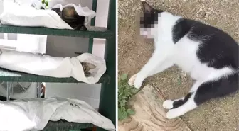 Kadıköy'de katliam! Onlarca kedi ve köpeği zehirleyerek öldürdüler