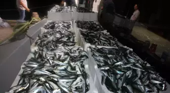 Av yasağının kalkmasıyla Kocaelili balıkçılar sardalya avına başladı