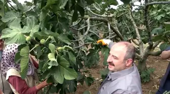 AK Parti Milletvekili Mustafa Varank, Bursa'da Siyah İncir Hasadı Yaptı