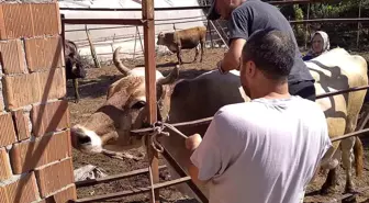 Muğla Ortaca'da Hayvan Sağlığı ve Refahı İçin Çalışmalar Sürüyor