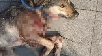 İzmit'te Sokak Köpeği Tabancayla Vurularak Öldürüldü