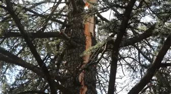 Tokat'ta Yıldırım Çam Ağacını İkiye Ayırdı