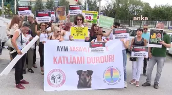 Sokak Hayvanları Düzenlemesi İçin Yaşam Nöbeti