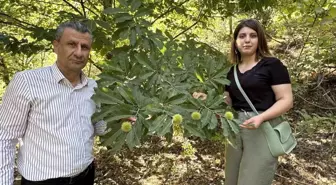 Hakkari'de çiftçi kestane yetiştiriyor