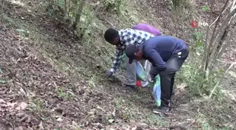 Giresun'da yerli işçi bulunamıyor: Afrikalı öğrenciler fındık bahçelerinde çalışmaya başladı