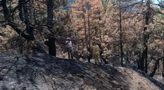 Bolu Göynük'teki yangın sonrası ağaçlandırma çalışmaları başladı