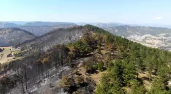 Göynük'teki Yangın Sonrası Ağaçlandırma Çalışmaları Başladı