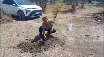 Hatay'da TOKİ konutları için sökülen zeytin ağaçları yerine yenileri dikiliyor