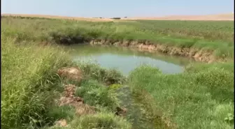 Şanlıurfa'da pamuk tarlalarında obruklar oluştu