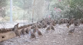 Kahramanmaraş'ta deprem sonrası keklik üretim istasyonu faaliyete geçti