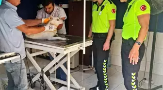 Zonguldak'ta polis ekipleri yaralı köpeği kurtardı