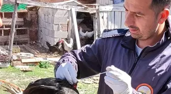 Afyonkarahisar'da Sağlıklı Yumurta Üretimi ve Kuş Gribi Çalışmaları Devam Ediyor