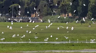 Manisa'da kuruyan Marmara Gölü'nün yerine yeni su kuşu durağı