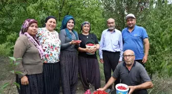 Feke'de Kızılcık Kirazı Hasadı Başladı