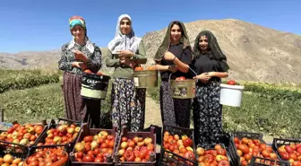 Yüksekova'da Kadınlar Domates Hasadına Başladı