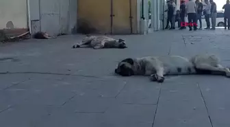 Ağrı'da Başıboş Köpekler Tedirginlik Yaratıyor