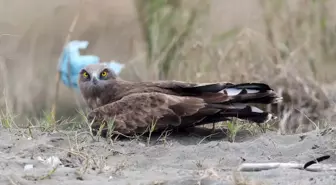 Avlanması Yasaklanan Kuş Türlerine Yeni Tazminat Bedelleri Belirlendi