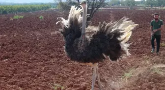 Suriye'den kaçıp sınırı geçen deve kuşu Kilis'te yakalandı