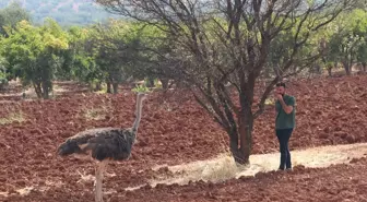 Kilis'te sahipsiz deve kuşu koruma altına alındı