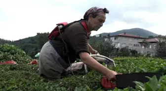 ÇAYKUR Randevulu Çay Alım Sistemine Geçti