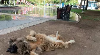 Samsun'da ilginç şekillere bürünen sokak köpeği