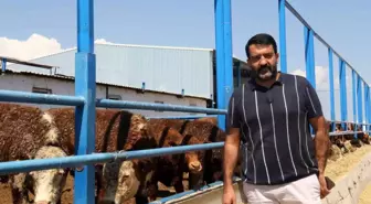 Eskişehir'de İthal Hayvanlar Fiyatları Dengede Tutmaya Yardımcı Oluyor