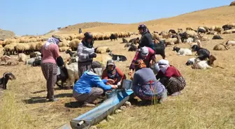 Yüksekova'da Berivanlar Yaylada Ürün Satarak Aile Bütçelerine Katkıda Bulunuyor