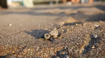 Antalya'da Caretta Carettaların Yuva Sayısı Rekor Seviyeye Ulaştı