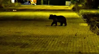 Kars'ın Sarıkamış ilçesinde bozayı ve yavruları yiyecek ararken görüntülendi