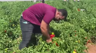 Şanlıurfa'da Acı Biber Hasadı Devam Ediyor