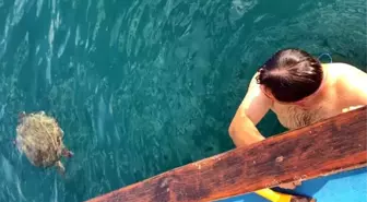 Alanya'da Dalış Yapan İki Arkadaş Kaplumbağa İle Yüzdü