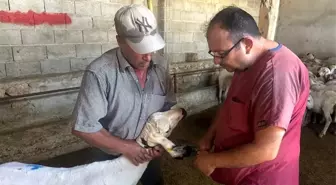 Afyonkarahisar Başmakçı İlçe Tarım ve Orman Müdürlüğü Hayvan Sağlığı Çalışmalarına Devam Ediyor