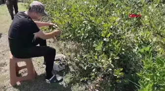 İnegöl'de Aronya Hasadı Başladı