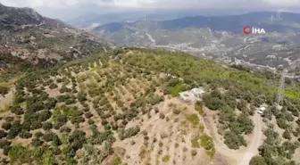 Depremzede üreticinin hasadından memnun olduğu alıç ihraç ediliyor