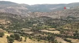 Gercüş'te sumak hasadı