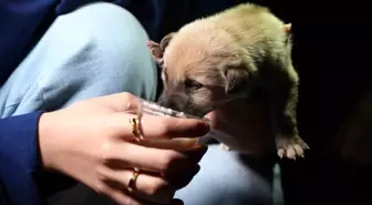 Kırıkkale'de Terk Edilen Yavru Köpekler Süt ile Beslendi
