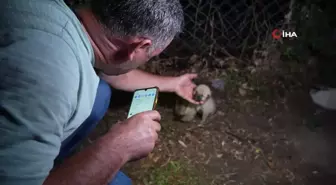 Hayvansever aile, anneleri tarafından terk edilen yavru köpeklere sahip çıktı