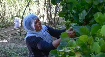 Hizan'da çiftçiler fındık hasadına başladı